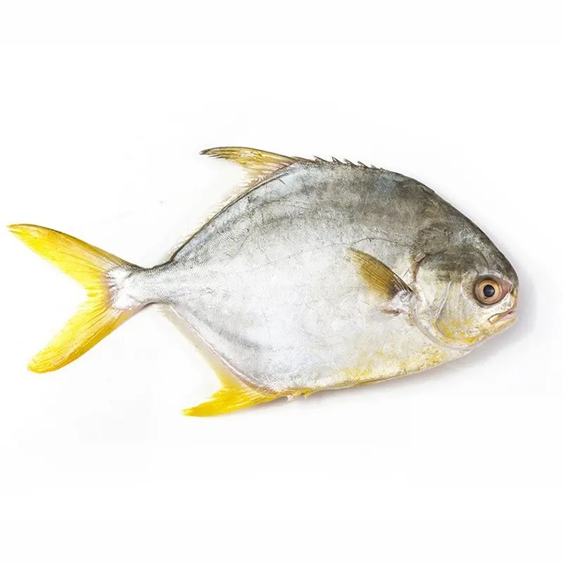 Golden Pompano AS-IS